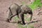 Baby African elephant walks down dirt slope