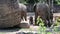 Baby African elephant walks through the wilderness with his parents, who never let him out of their sight.