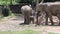 Baby African elephant walks through the wilderness with his parents, who never let him out of their sight.