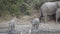 Baby African elephants