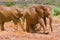 Baby African Elephants Running Through A Mud Bath