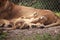 Baby African lion cub Panthera leo nursing