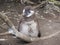 Baby african penguin chick