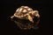 Baby African Spurred Tortoises