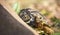 Baby African tortoise exploring through grass foliage and rocks.