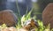 Baby African tortoise exploring through grass foliage and rocks.