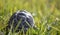 Baby African tortoise walking and exploring through grass foliage.