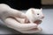 Baby albino rat held in hand with a glove