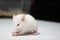 Baby albino rat on white paper in lab