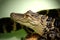 Baby Alligator