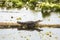 Baby alligator basking on a swamp log in Christmas, Florida.