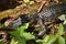 Baby alligator closeup