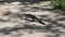 Baby alligator crossing a park trail in Florida