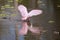 Baby alligator displaying at a roseate spoonbill in Florida