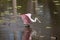 Baby alligator displaying at a roseate spoonbill in Florida