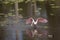 Baby alligator displaying at a roseate spoonbill in Florida