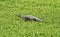 Baby alligator Florida grass