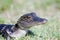 Baby alligator in the grass