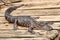 Baby alligator resting on a wooden plank