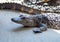 Baby alligator sits near larger gators in a Michigan USA zoo