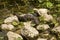 Baby alligator sunning on rocksat Orlando Wetlands Park