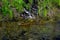 Baby Alligator sunning in the Swamp