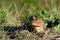 Baby alligator on swamp edge