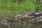 Baby alligators in Lake Martin, Louisiana, USA