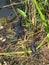 Baby alligators in a nest