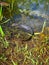 Baby alligators in a nest