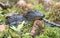 Baby alligators in the Okefenokee Swamp National Wildlife Refuge, Georgia