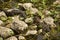 Baby alligators sunning on rocksat Orlando Wetlands Park