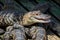 Baby alligators under the shade