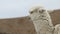 Baby alpaca in the Colca Canyon, Peru