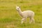 Baby Alpaca on green glass field