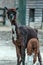 An baby alpaca Vicugna pacos