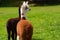 Baby Alpacas in the Meadow