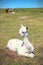 Baby Alpacas Resting in a Meadow