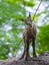 Baby Alpine chamois on a rocky hill