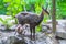 Baby Alpine chamois on a rocky hill