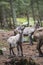 Baby alpine ibex with the herd