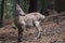 Baby alpine ibex looking around