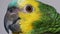 Baby amazon parrot