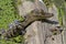 Baby American Alligator Basking in The Sun