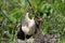 Baby American Anhingas Begging for Food