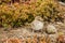 Baby American Avocet