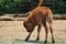 Baby of American Bison in Zoo