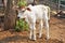 Baby American Brahman