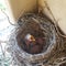 Baby American red robin birds in their nest wanting to eat