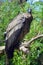 Baby Andean condor Vultur gryphus is a South American bird